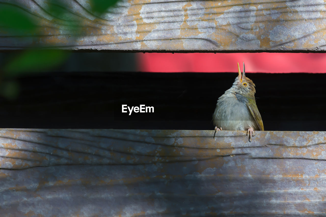 Low angle view of tailorbird perching on wooden fence