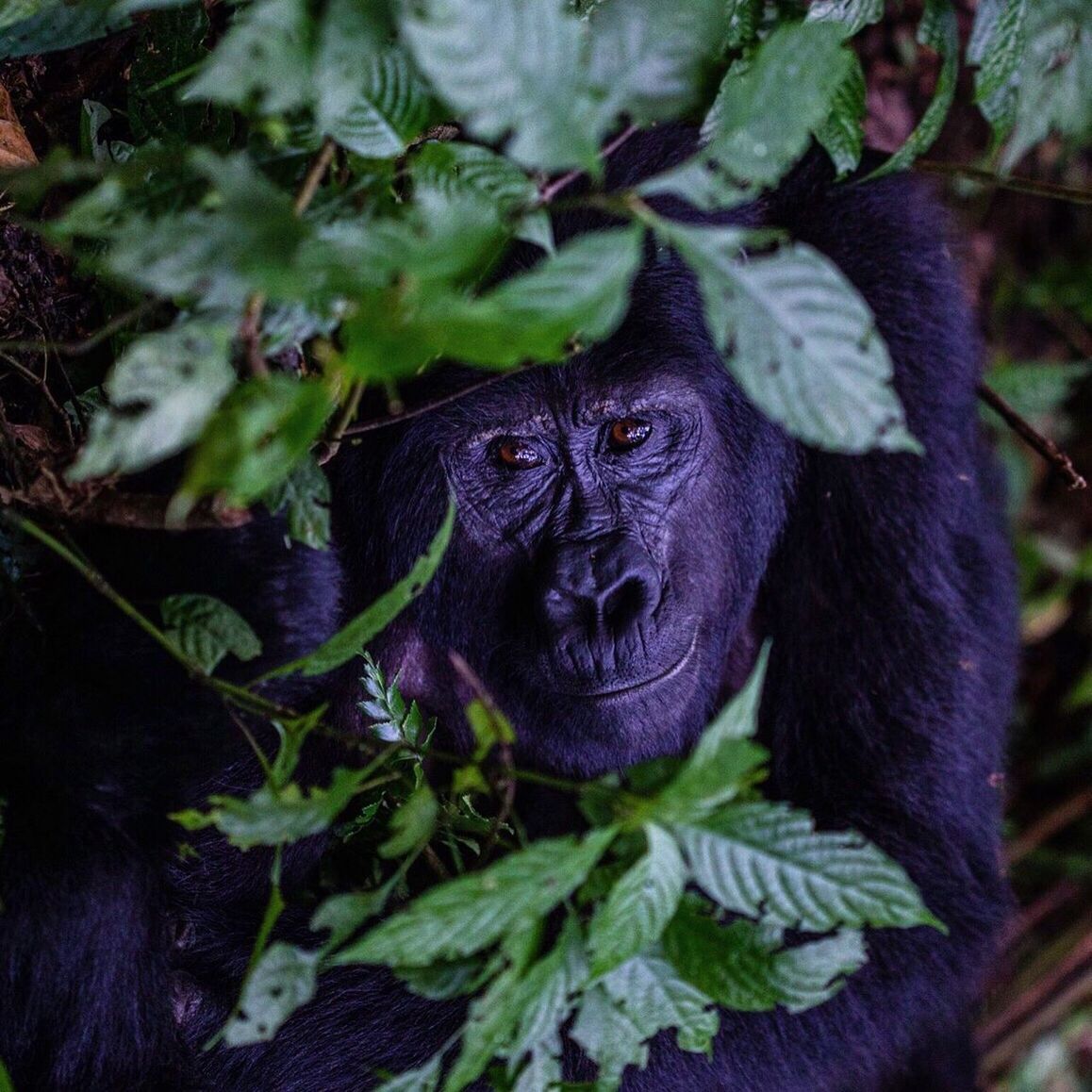 Close-up of gorilla amongst plant | ID: 98314609
