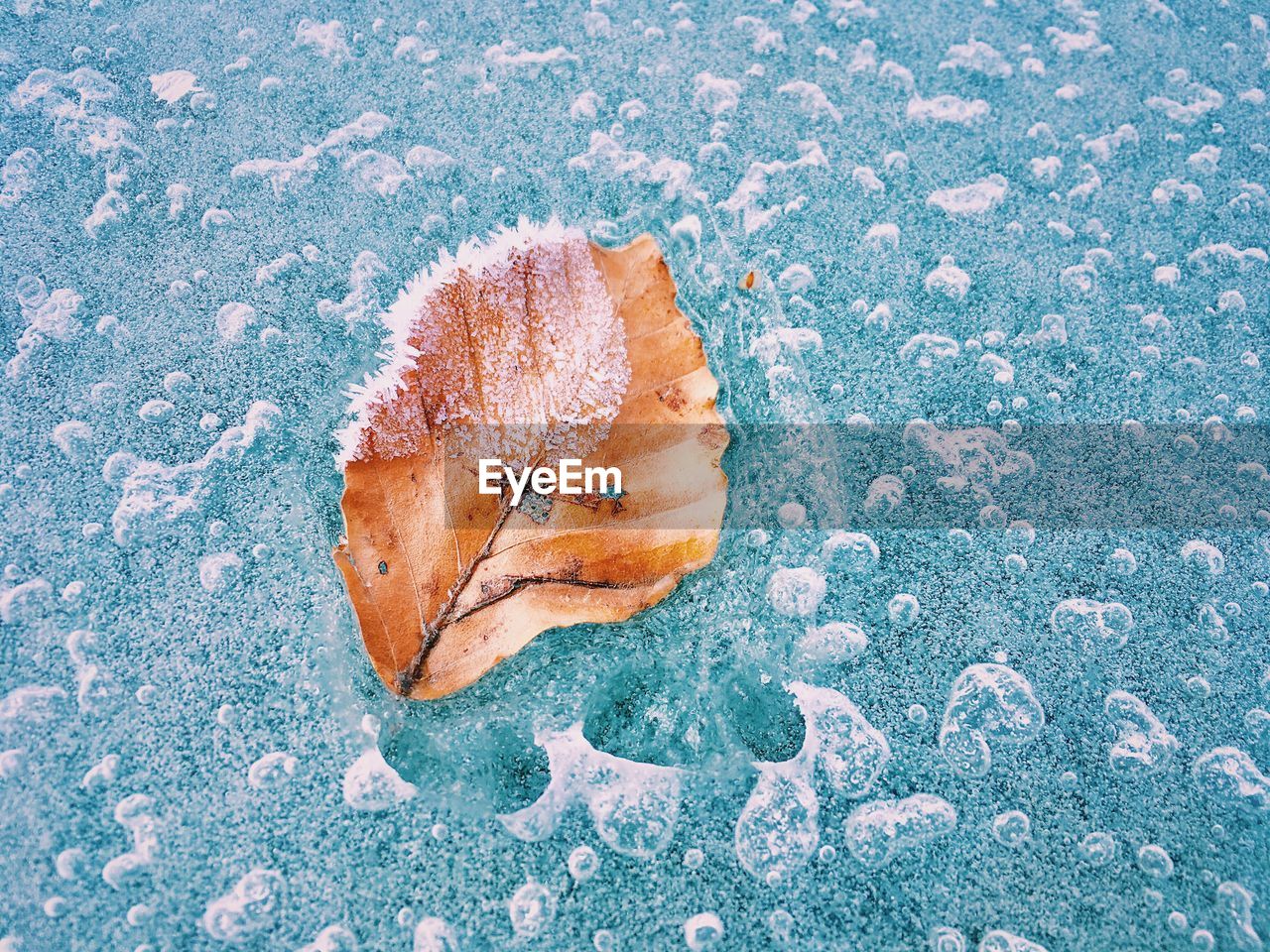 High angle view of dry leaf on frozen lake