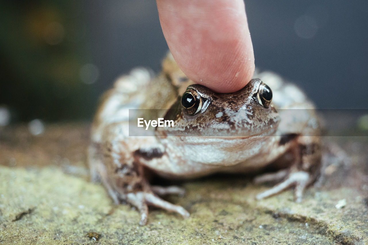 Close-up of finger touching frog