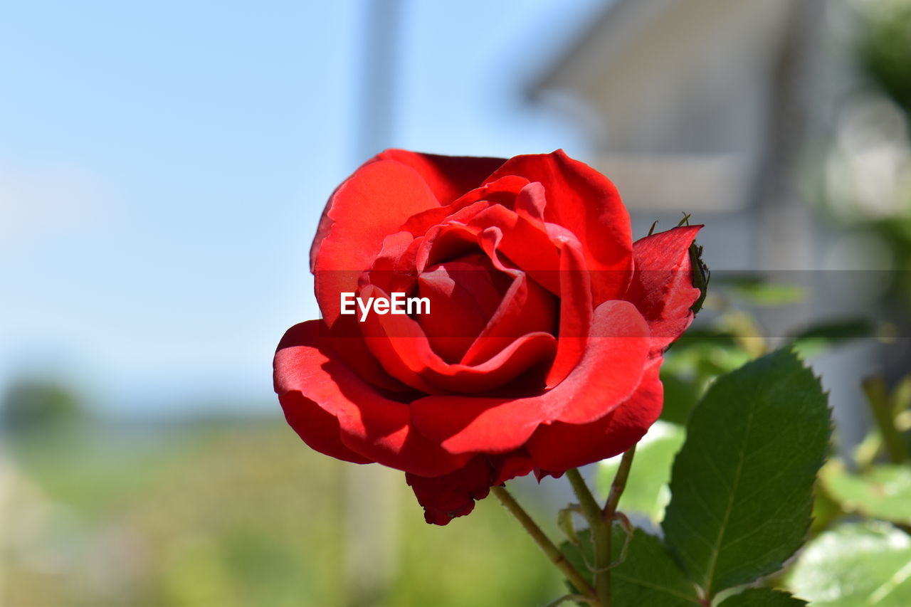 CLOSE-UP OF RED ROSE AGAINST PLANT