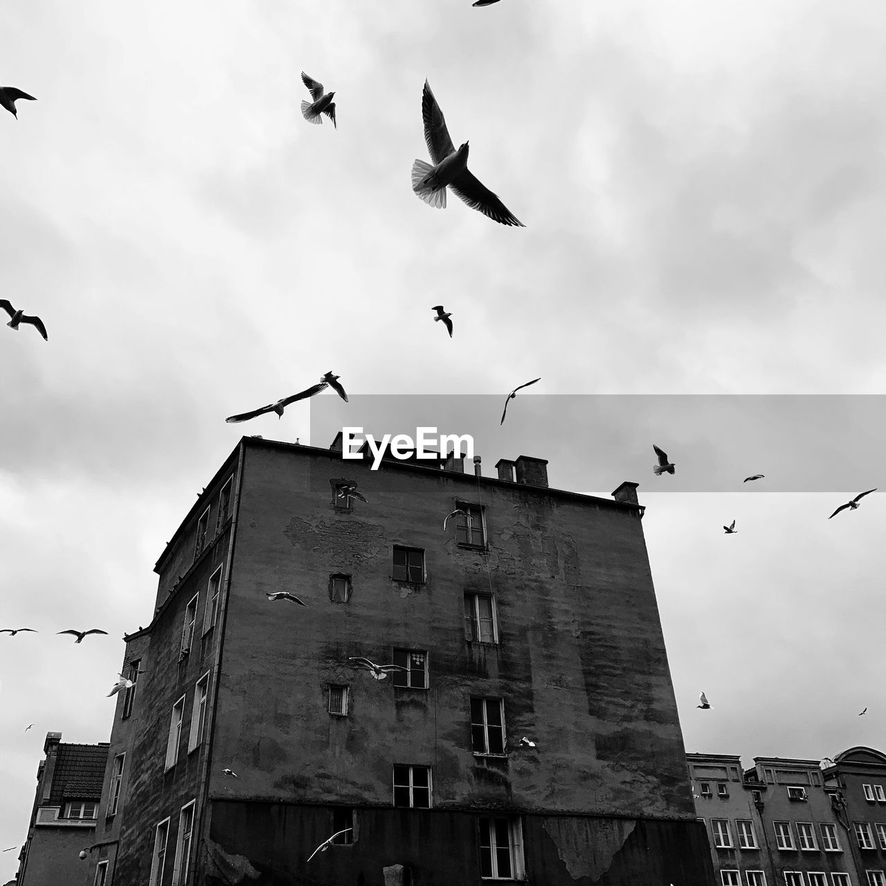 LOW ANGLE VIEW OF BIRDS FLYING IN BUILDING