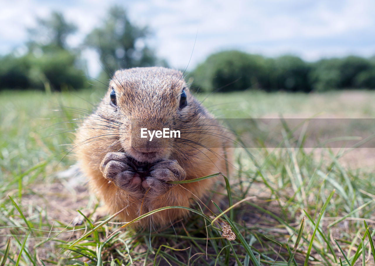animal themes, animal, mammal, one animal, grass, animal wildlife, portrait, wildlife, prairie dog, squirrel, nature, looking at camera, rodent, plant, pet, no people, whiskers, prairie, outdoors, cute, day, close-up, animal body part, focus on foreground, front view