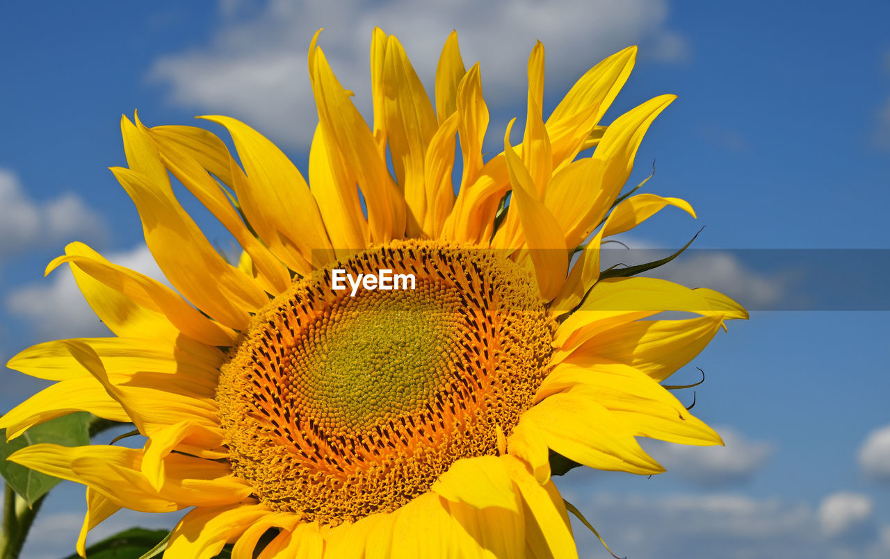 Close-up of sunflower against cloudy sky