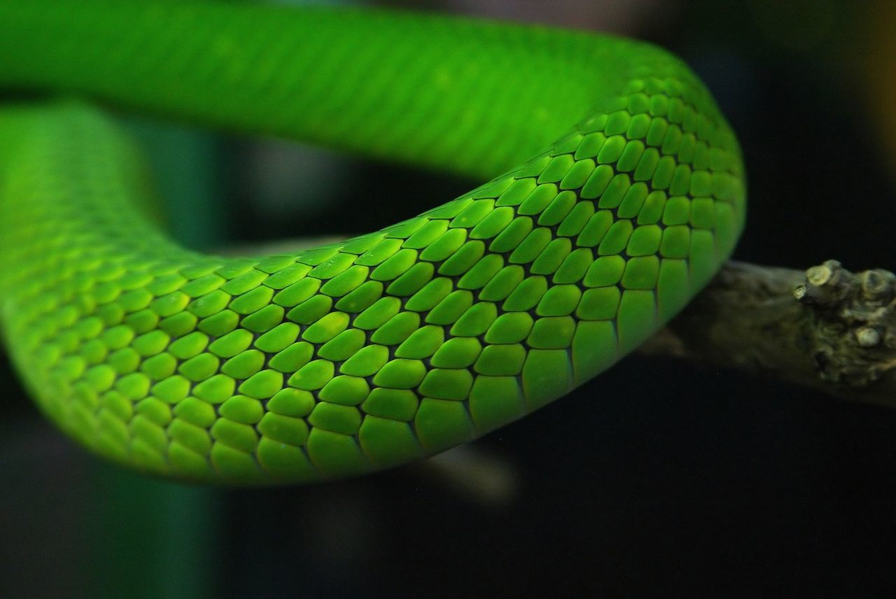 Close-up of green snake on tree