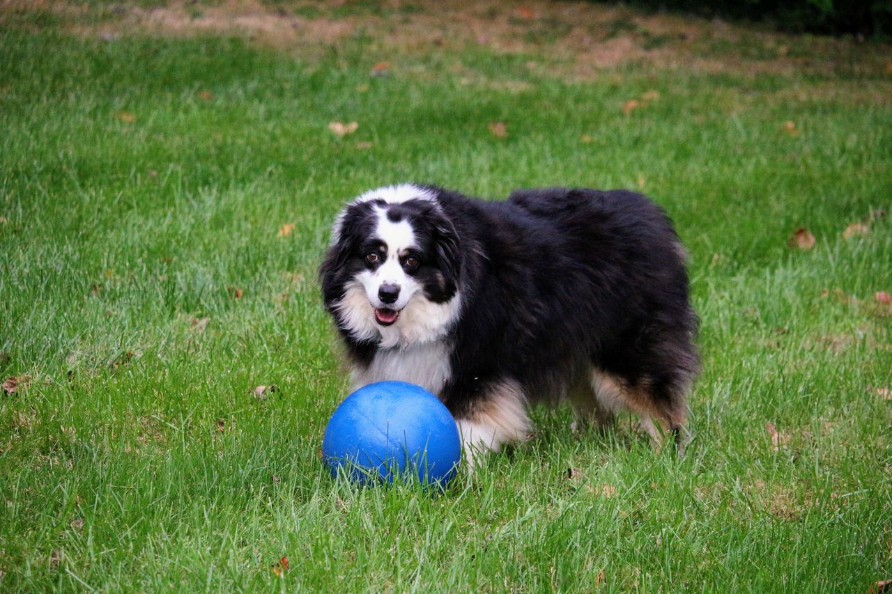 Dog Grass Pets Border Collie Ball One Animal On Eyeem