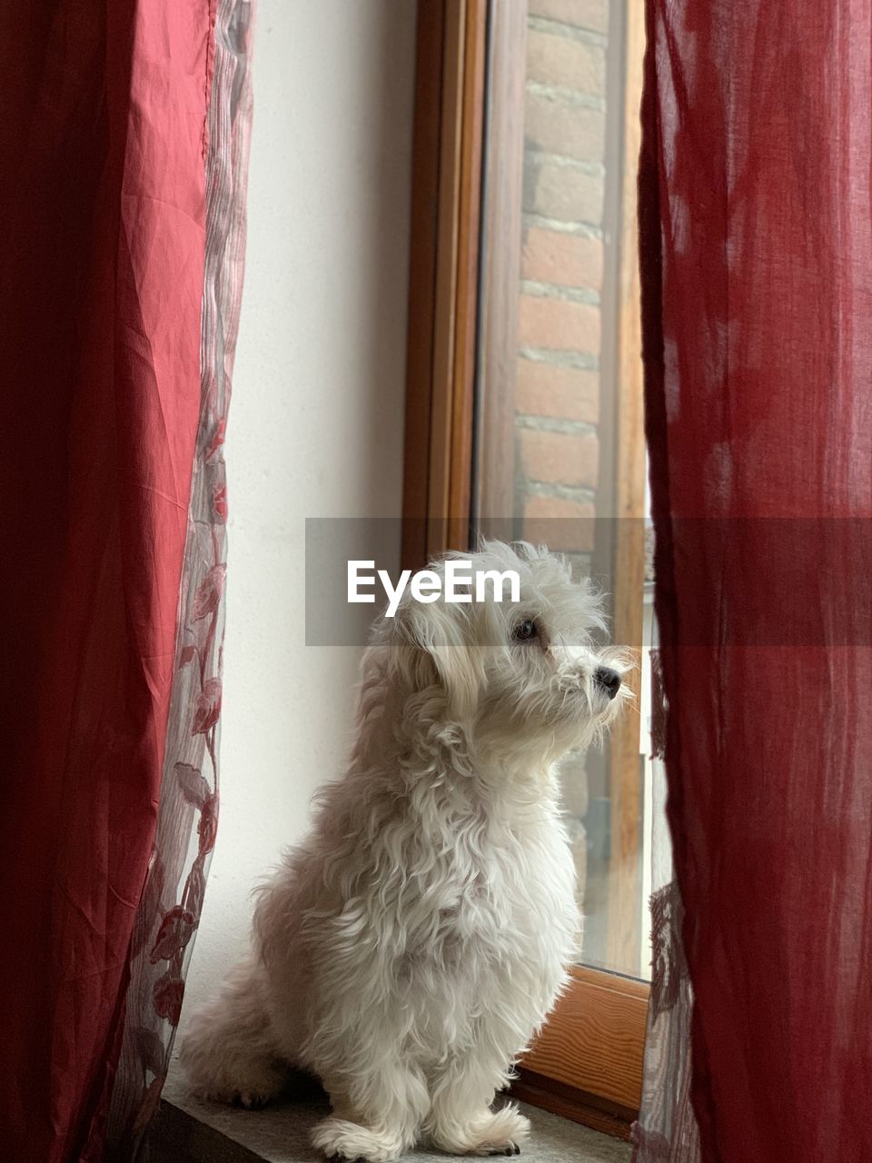 DOG LOOKING THROUGH WINDOW