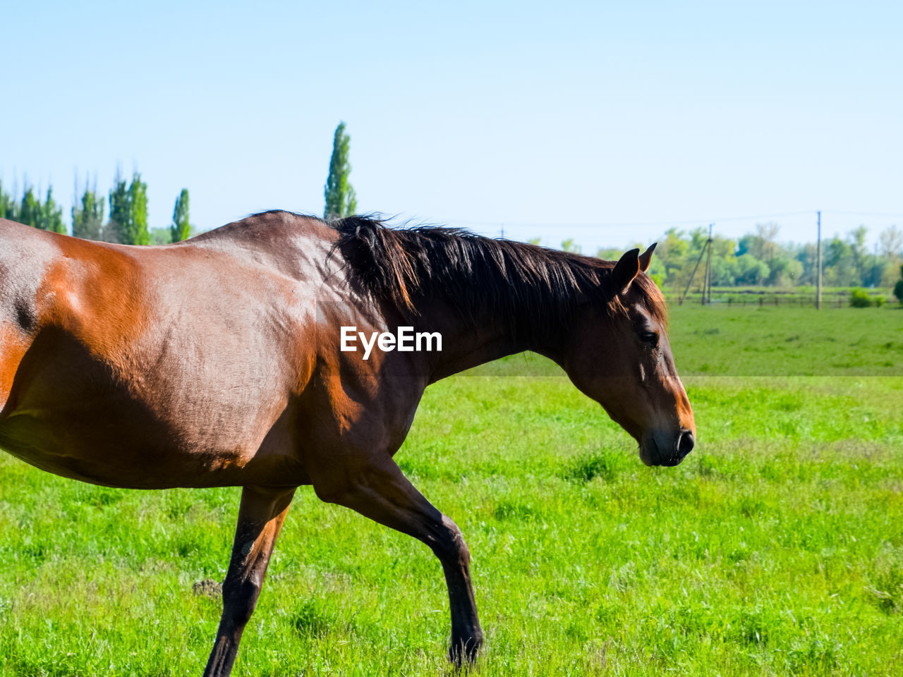 HORSES IN A FIELD