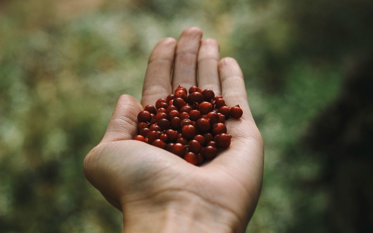 Cropped image of hand holding berries