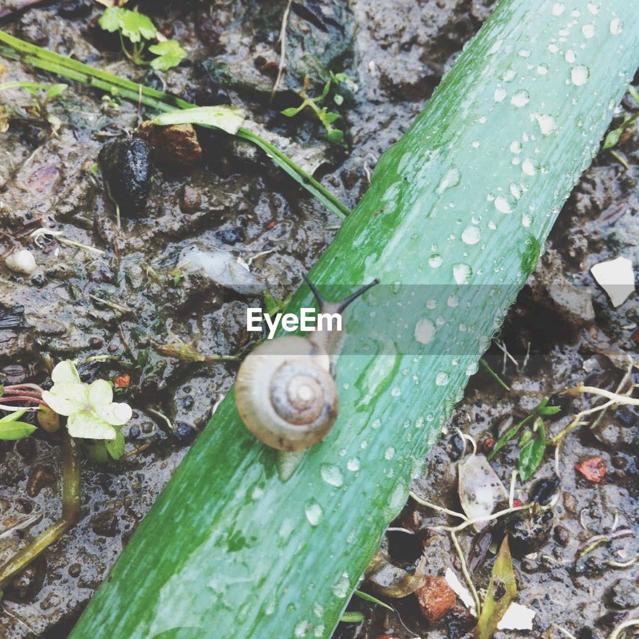 View of an animal on landscape | ID: 12799805