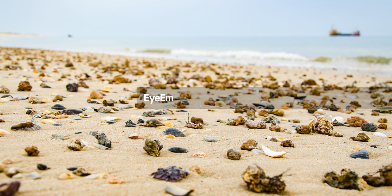 CLOSE-UP OF SHELLS ON BEACH