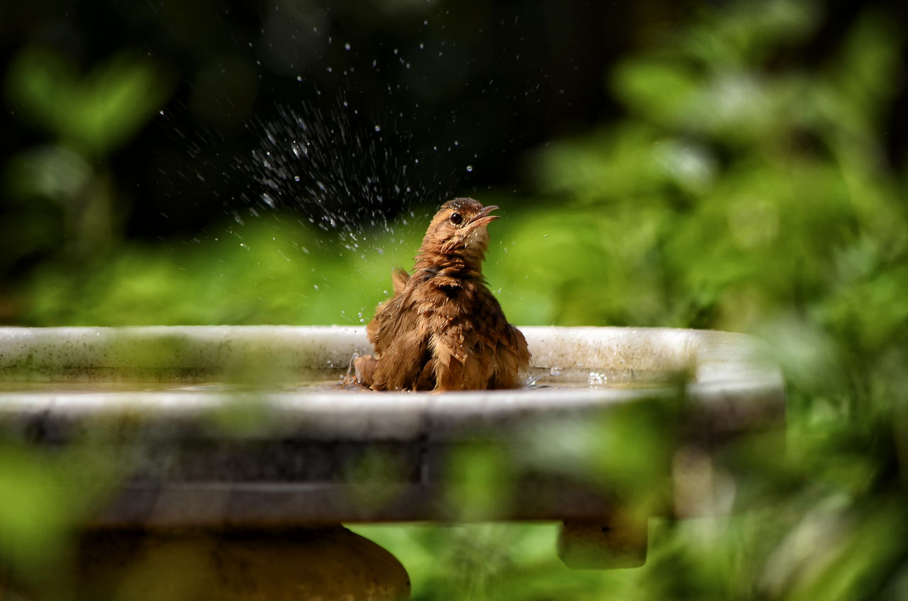 Bird having a bath