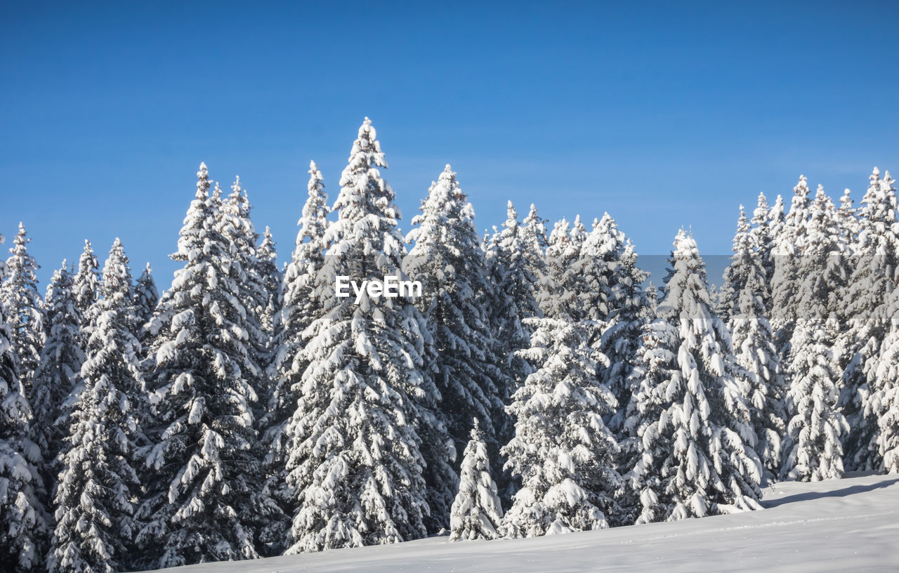 Snow covered pine trees against blue sky