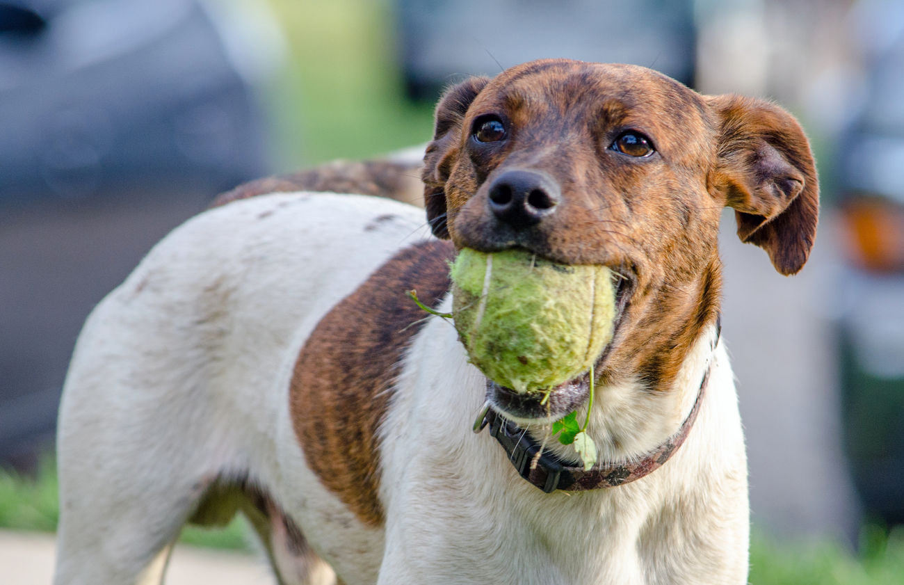 ball ready for dogs