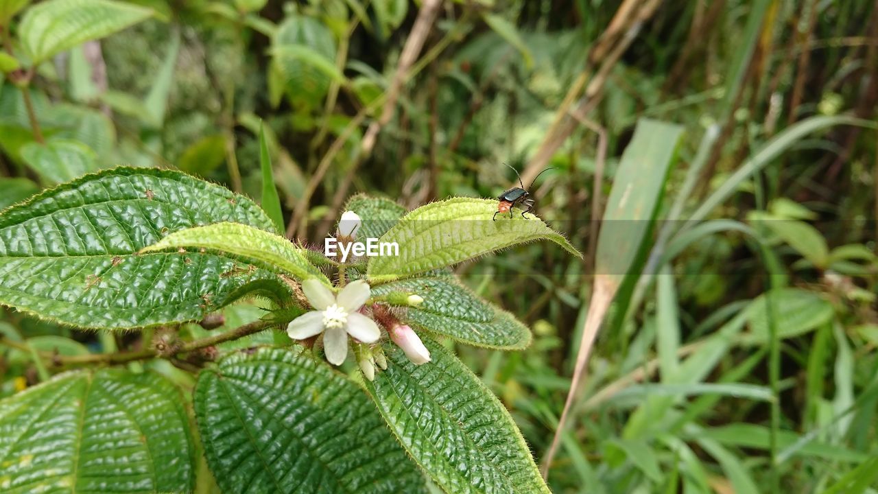 CLOSE-UP OF GREEN INSECT ON PLANT