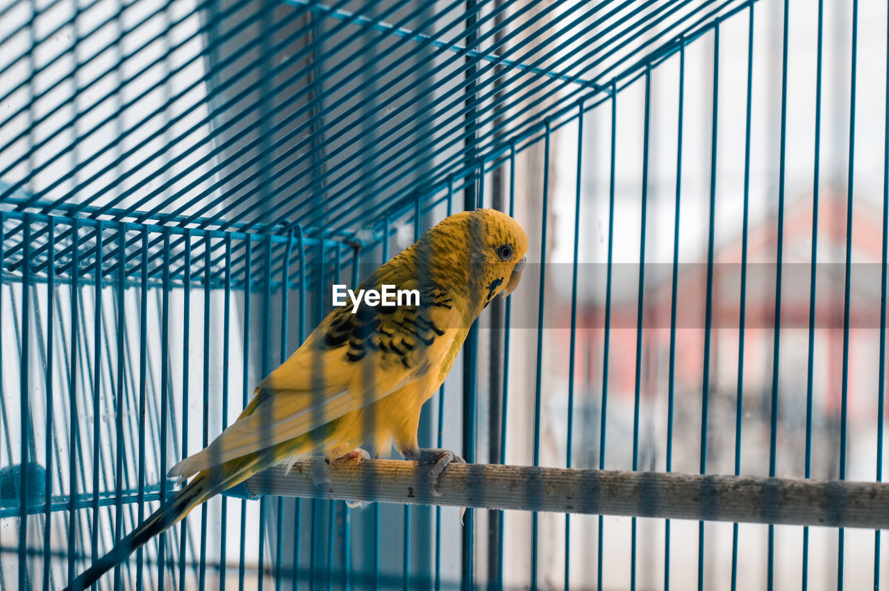 Close-up of yellow budgerigar in cage 