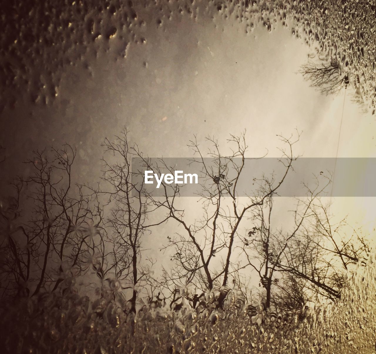 TREES AGAINST SKY