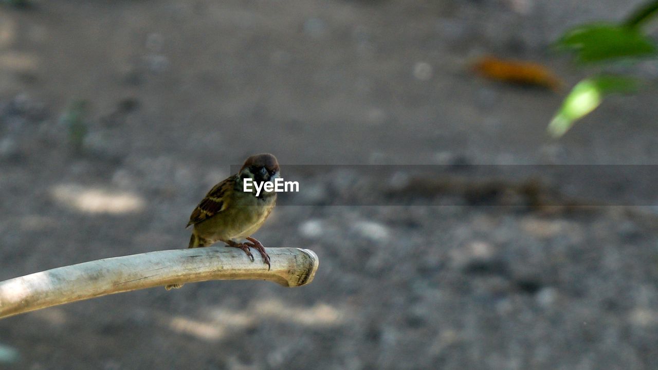 CLOSE-UP OF A BIRD PERCHING ON A LEAF