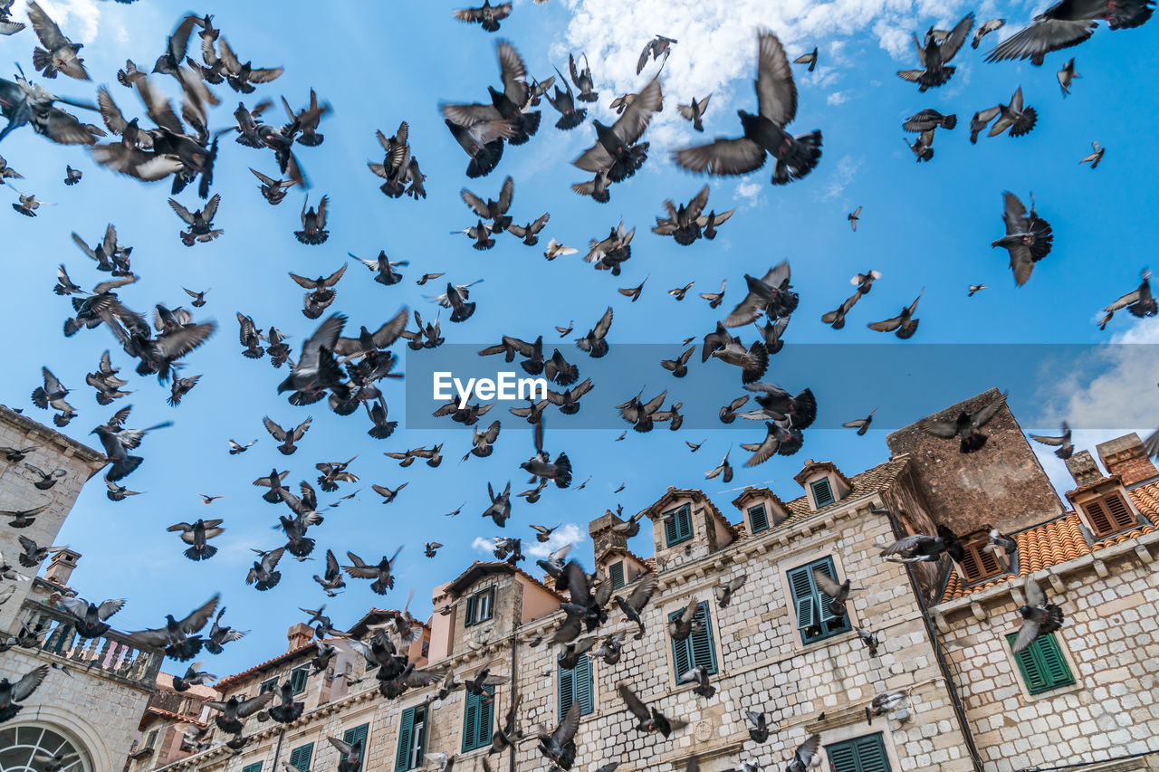 Low angle view of pigeons against sky