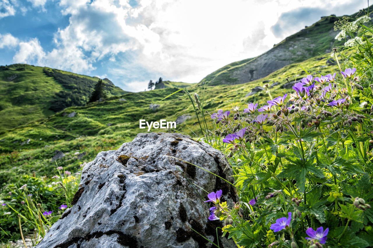SCENIC VIEW OF FLOWERING PLANTS AGAINST MOUNTAIN