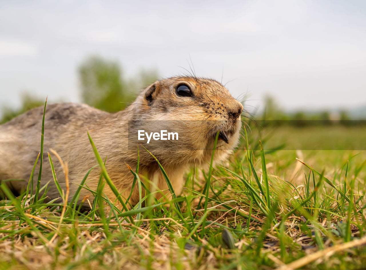 animal, animal themes, animal wildlife, grass, one animal, mammal, wildlife, nature, rodent, plant, prairie, squirrel, no people, whiskers, selective focus, prairie dog, outdoors, day, close-up, land, pet, eating, sky, field, grassland, chipmunk, portrait