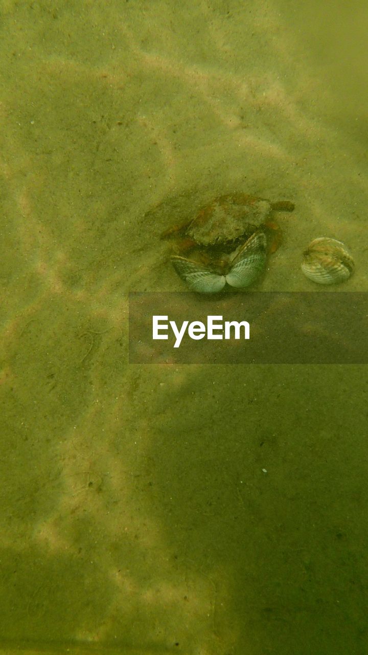 HIGH ANGLE VIEW OF LEAF FLOATING IN LAKE