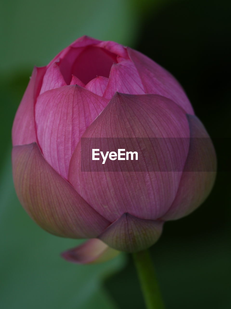 Close-up of pink water lily