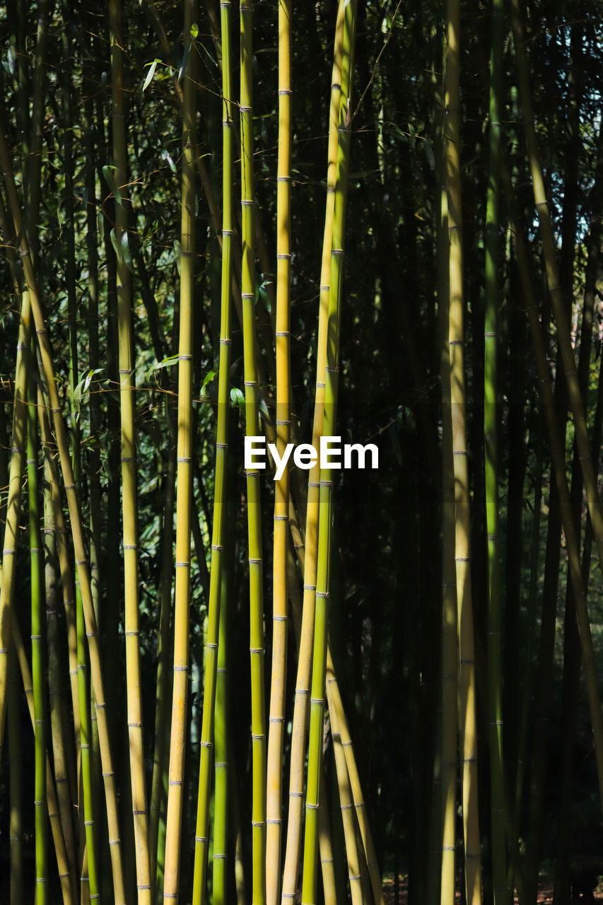CLOSE-UP OF BAMBOO TREES IN FOREST