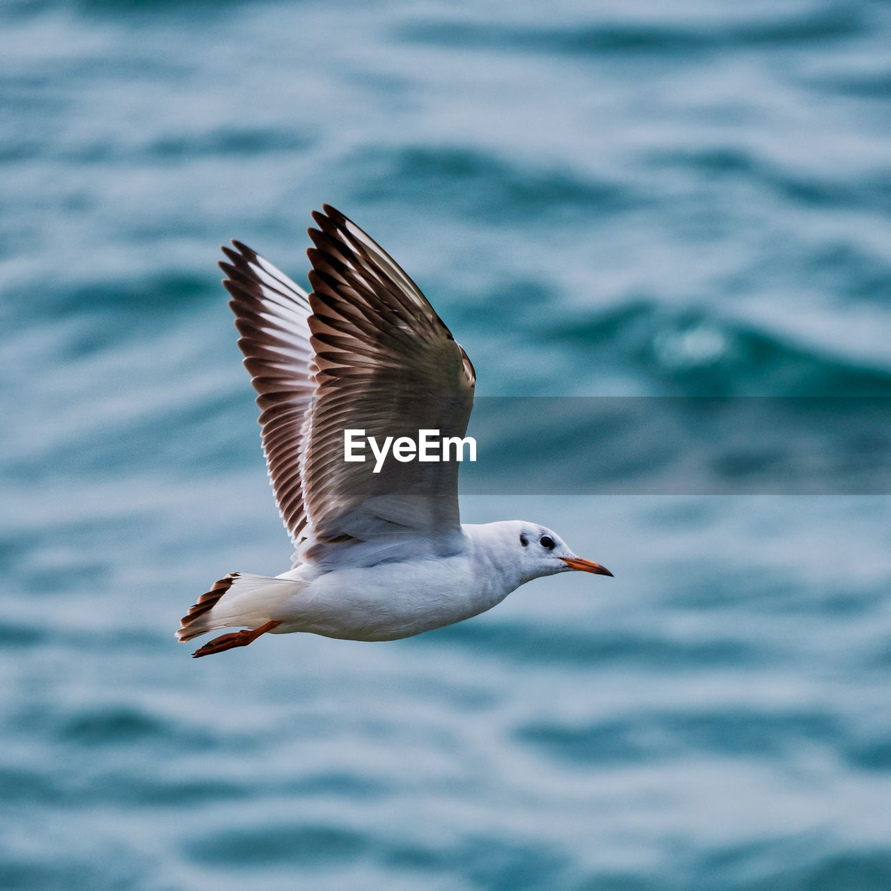 Close-up of seagull flying over sea
