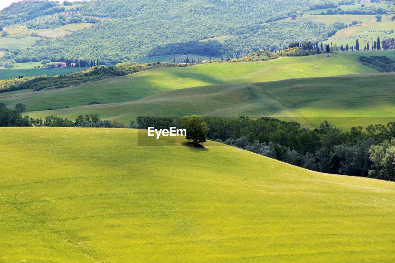 SCENIC VIEW OF GRASSY LANDSCAPE