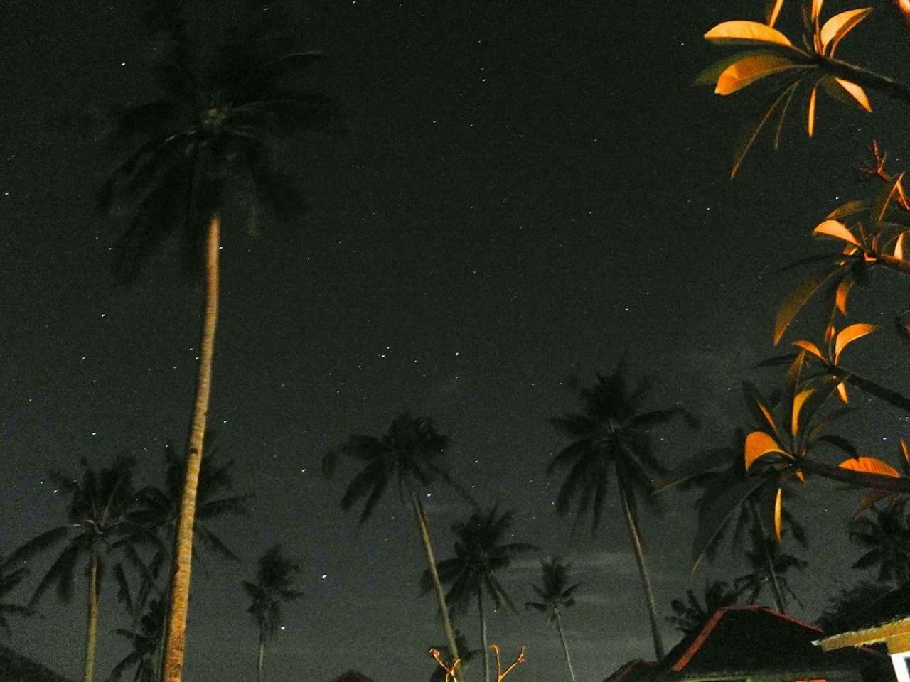 LOW ANGLE VIEW OF PALM TREES AT NIGHT