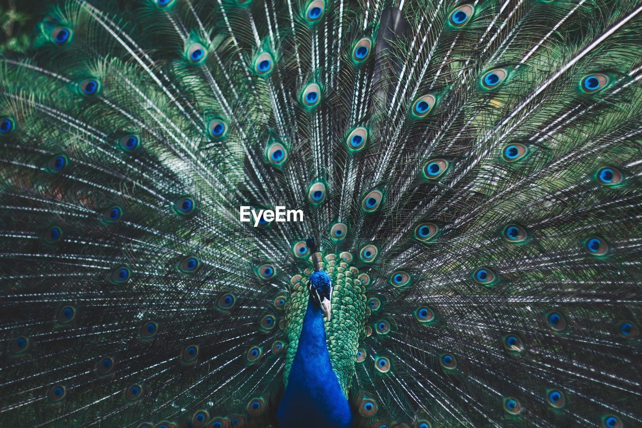 Close-up of beautiful peacock