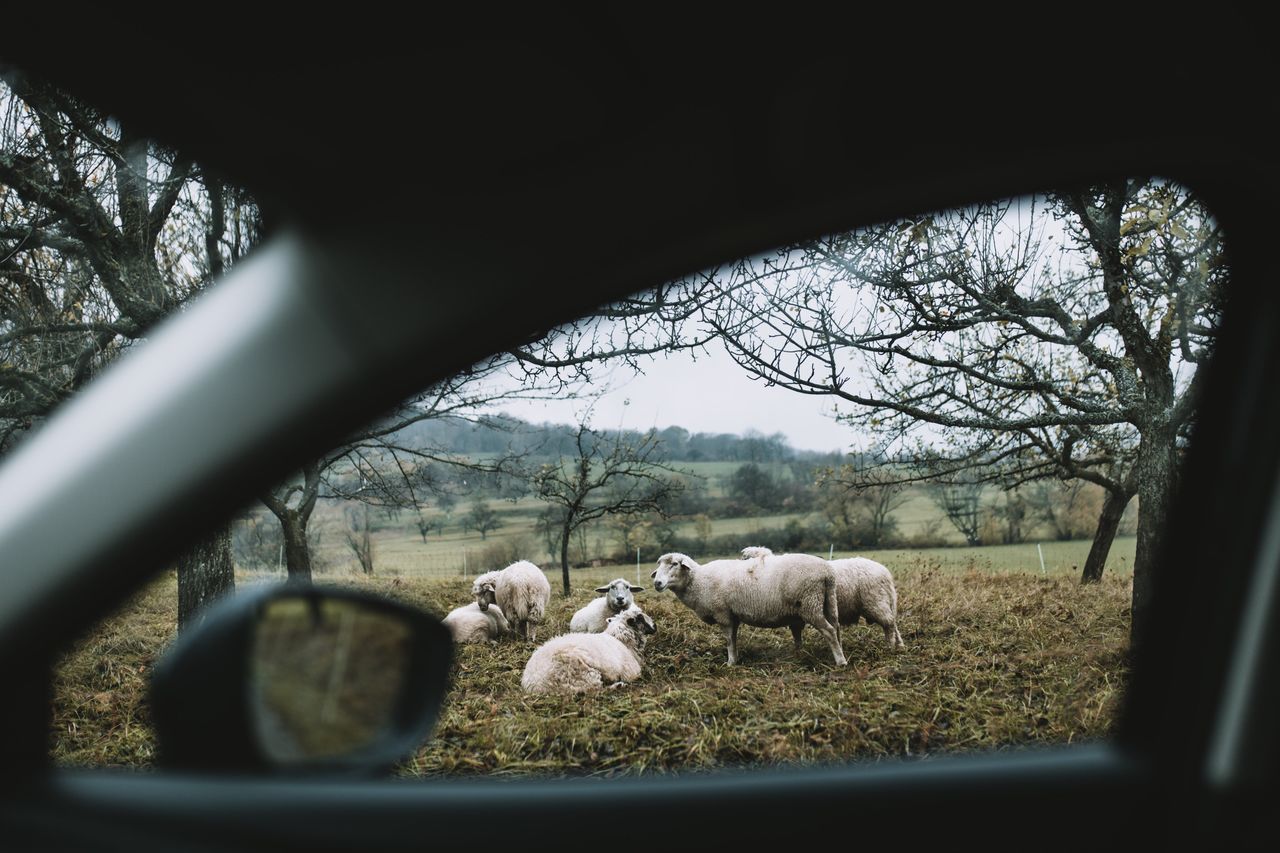 Sheep on field seen through car window