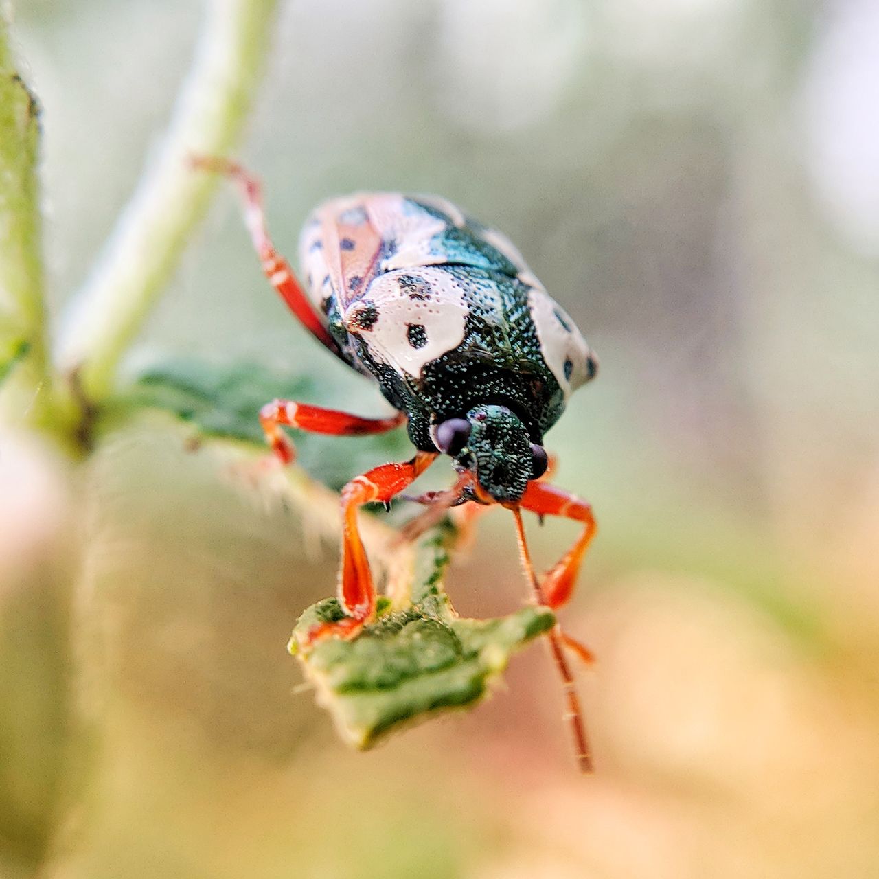 Beetle on a plant