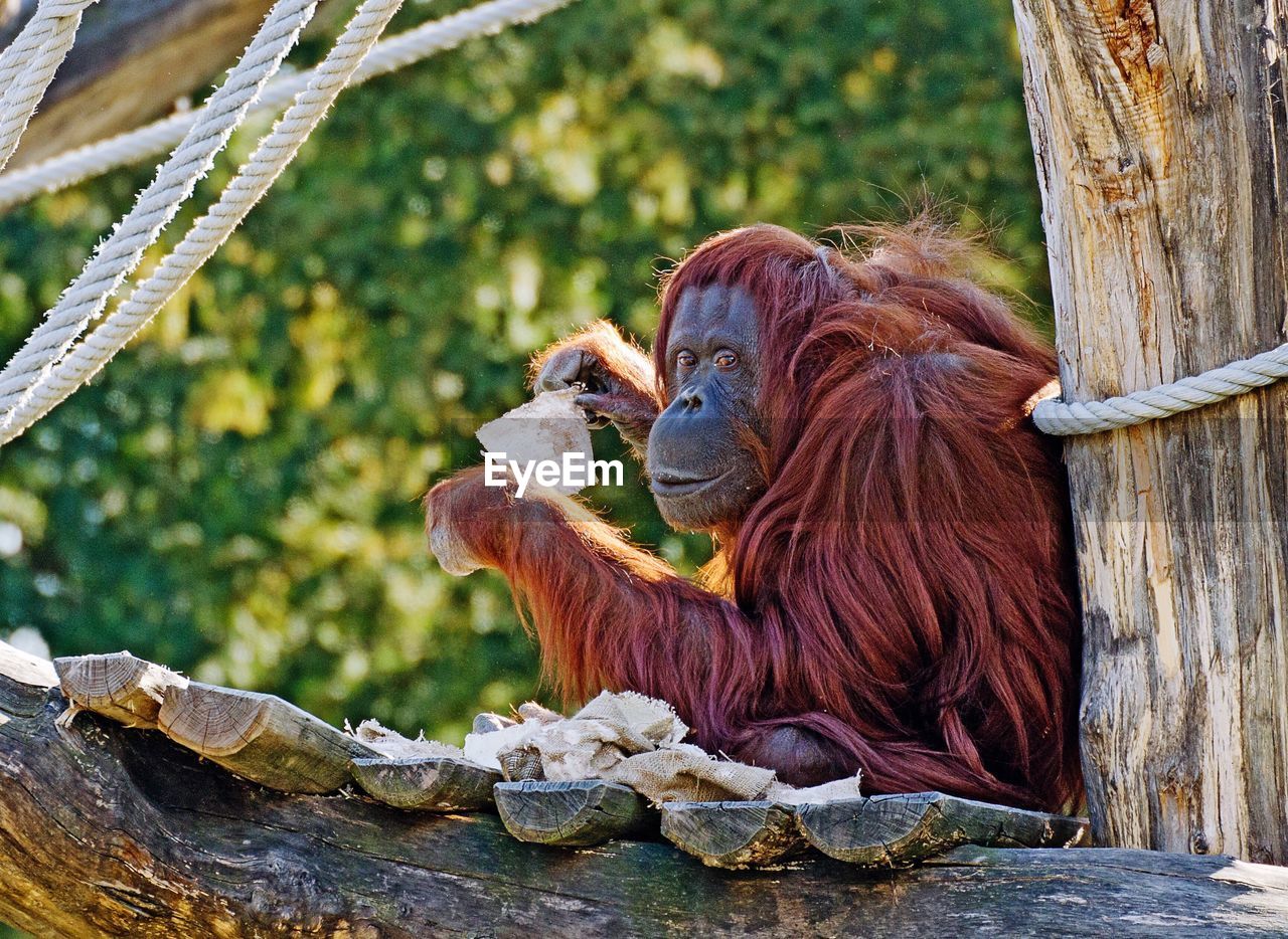 Female orang utan interested in scraps of cloth
