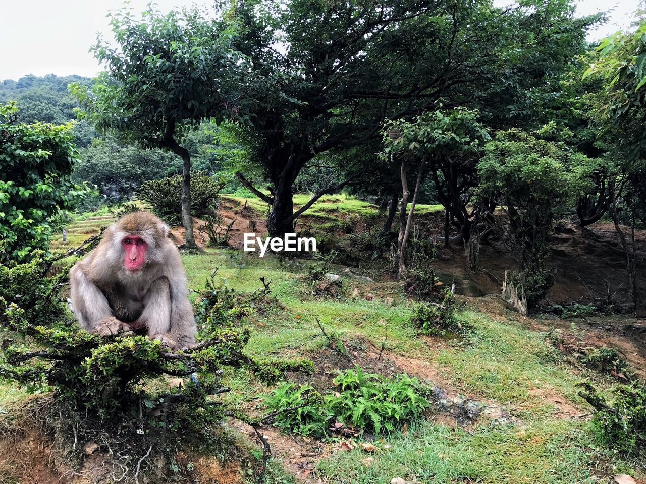 Monkey in japan 