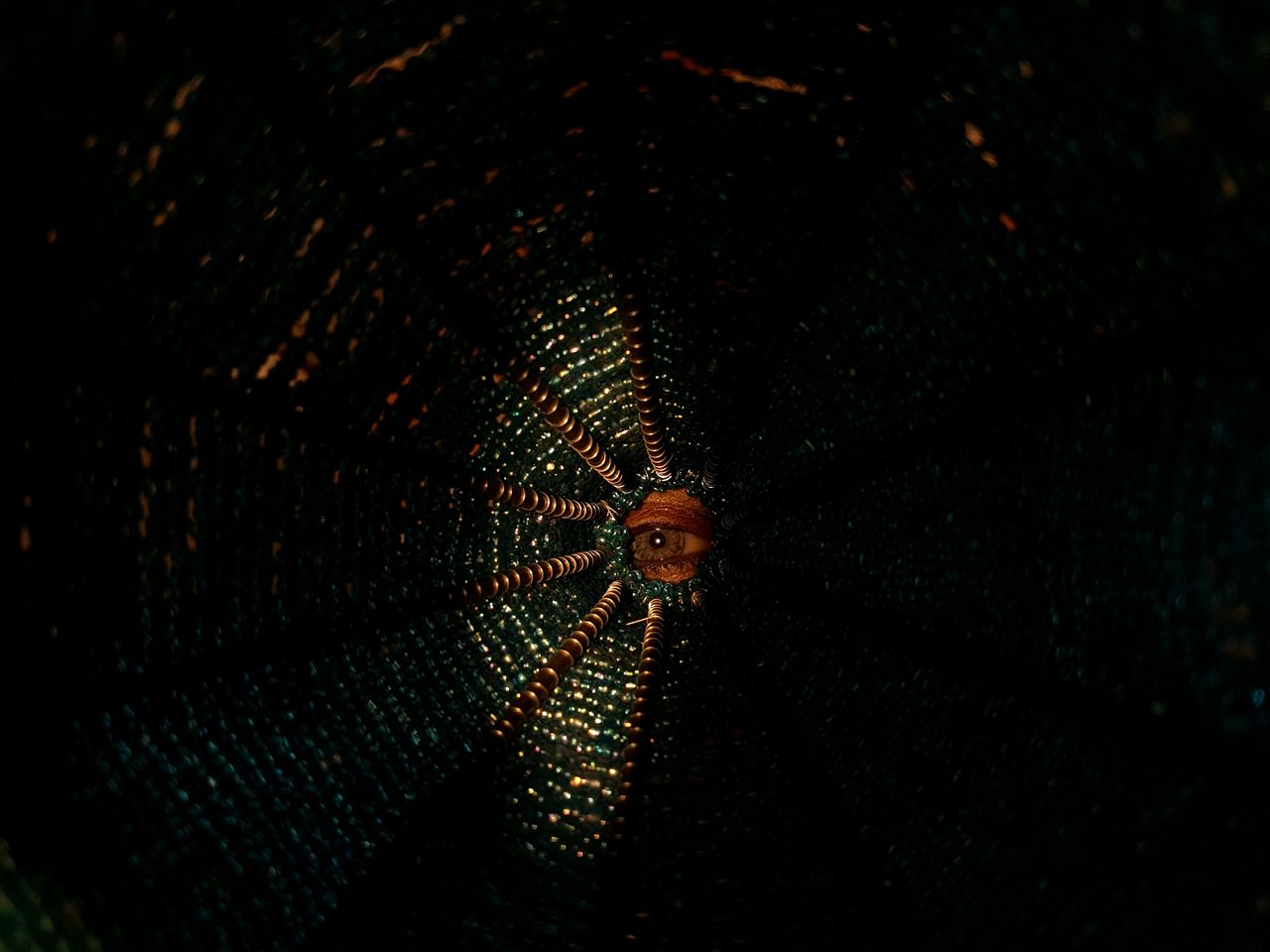 Portrait of woman eye by beaded curtain in darkroom