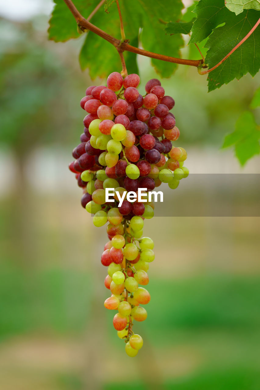 CLOSE-UP OF GRAPES GROWING ON VINE