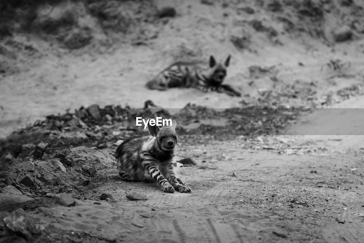 PORTRAIT OF A DOG ON LAND
