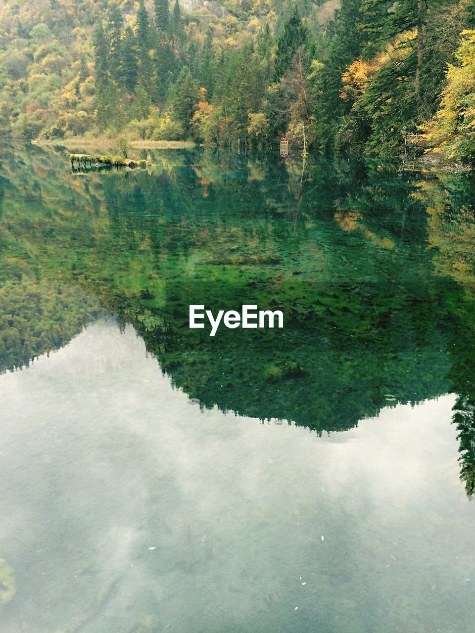 Reflection of trees in calm lake