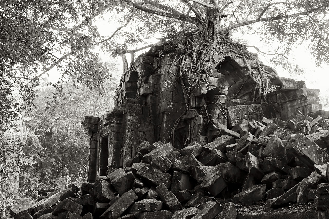 LOW ANGLE VIEW OF OLD TREE TRUNK IN TEMPLE