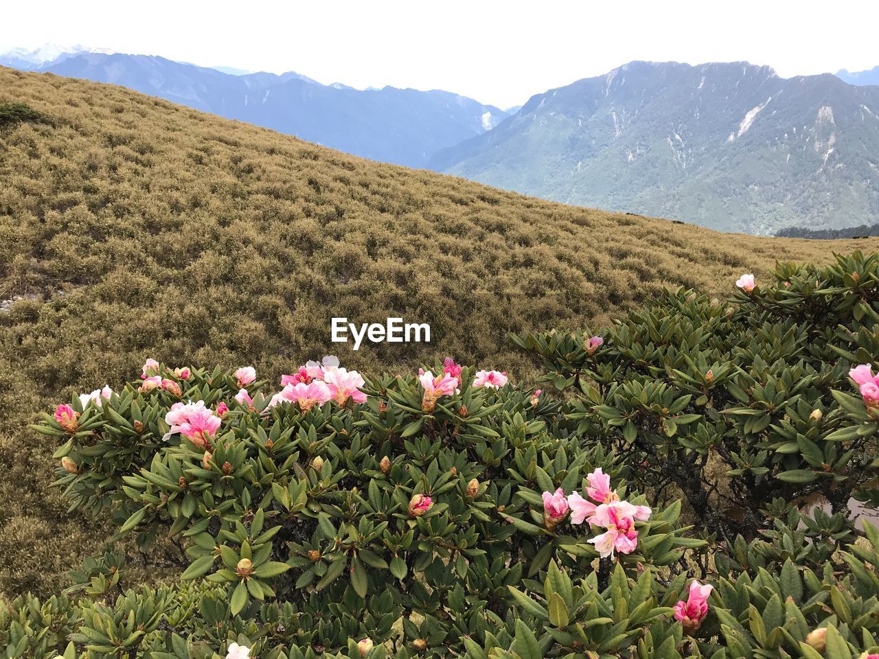 Pink flowering plants on field by mountains against sky