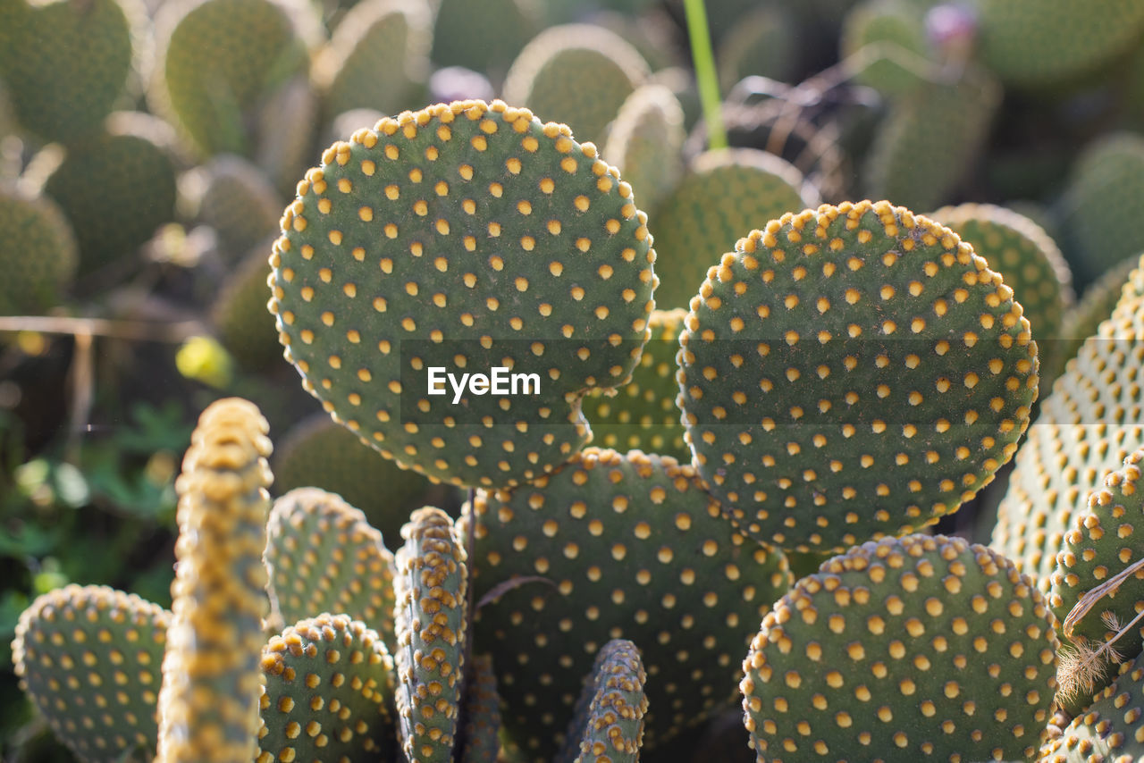 Green plant cactus