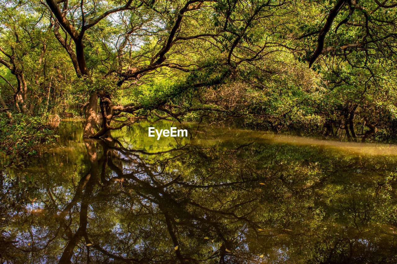 Reflection of trees in lake against sky