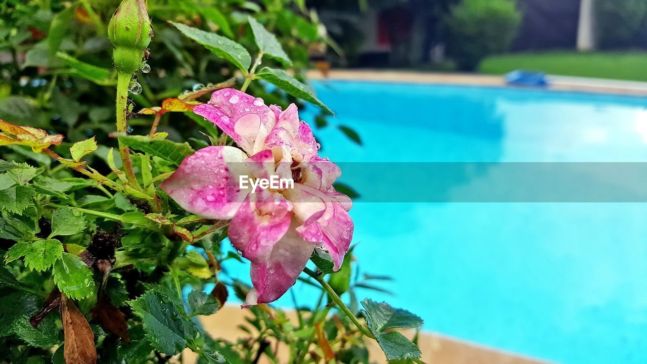 Close-up of wet pink flower against swimming pool