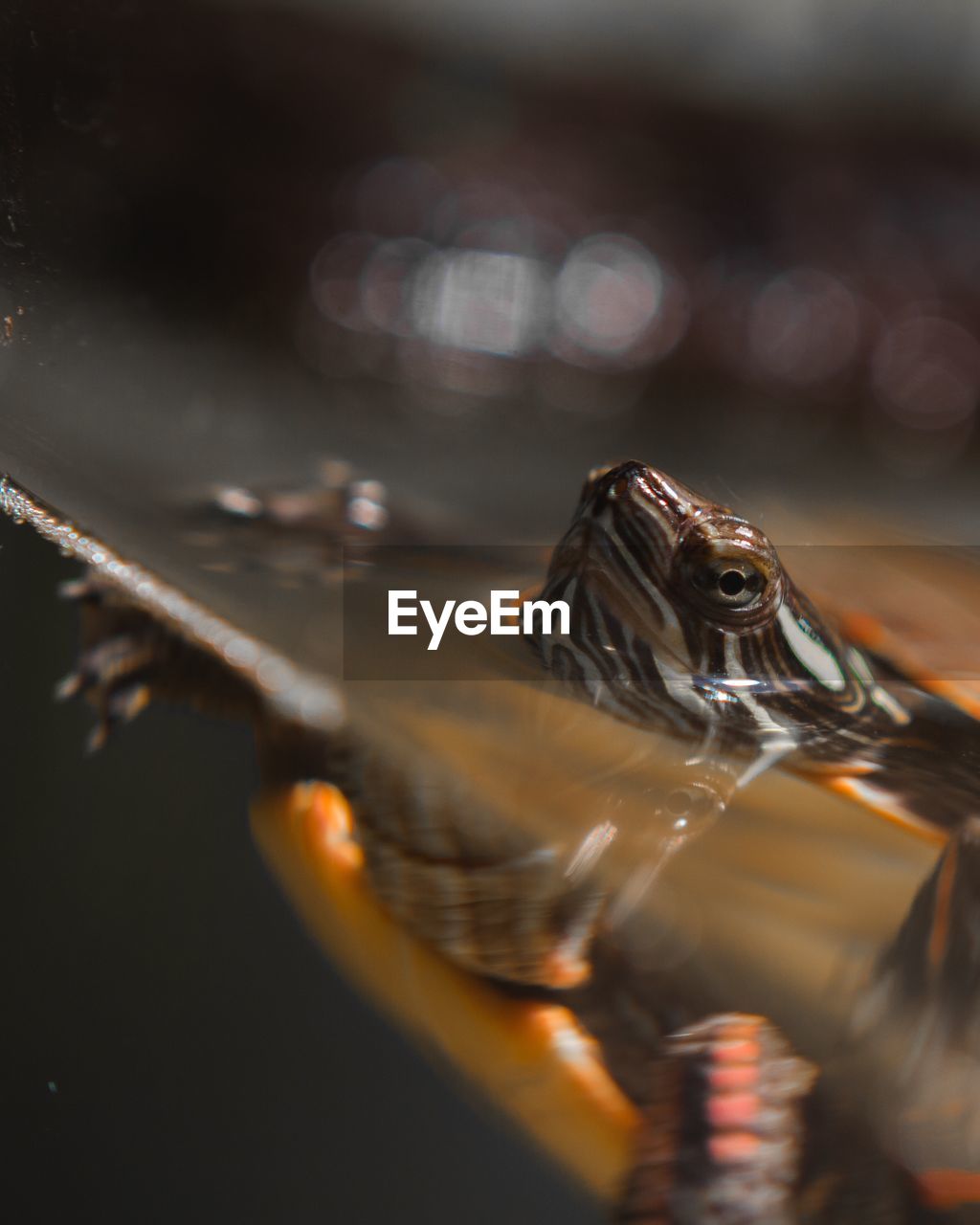 Close-up of turtle in tank