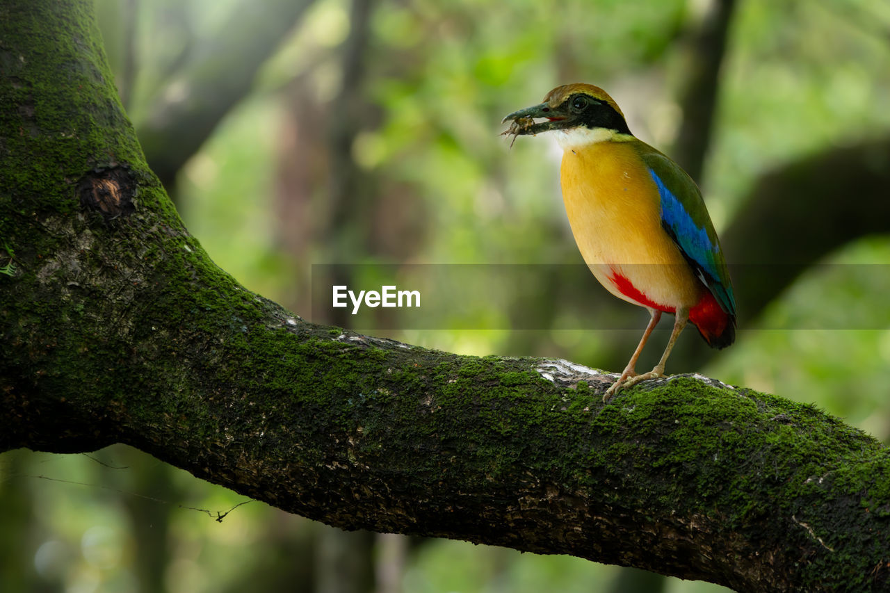 BIRD PERCHING ON A BRANCH