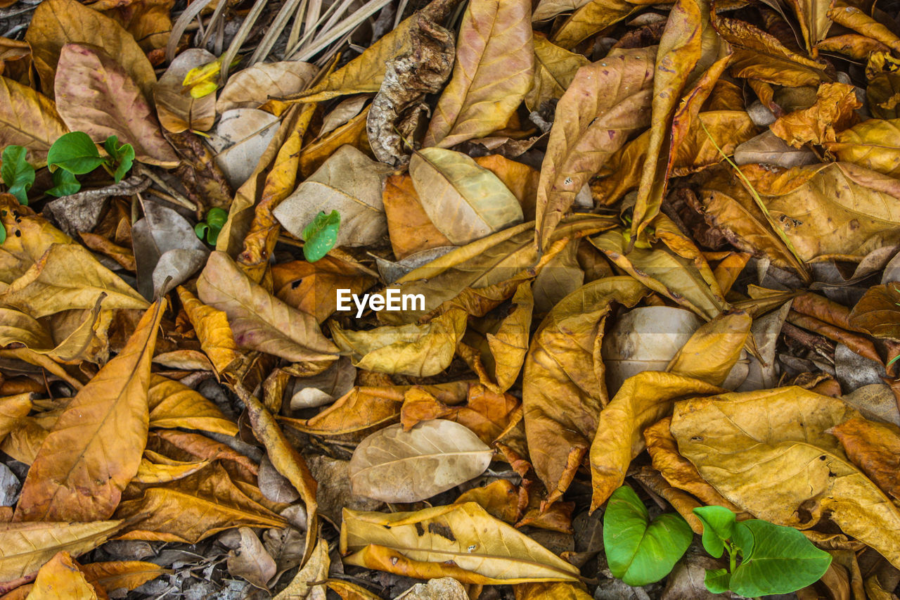 Directly above view of fallen dry leaves
