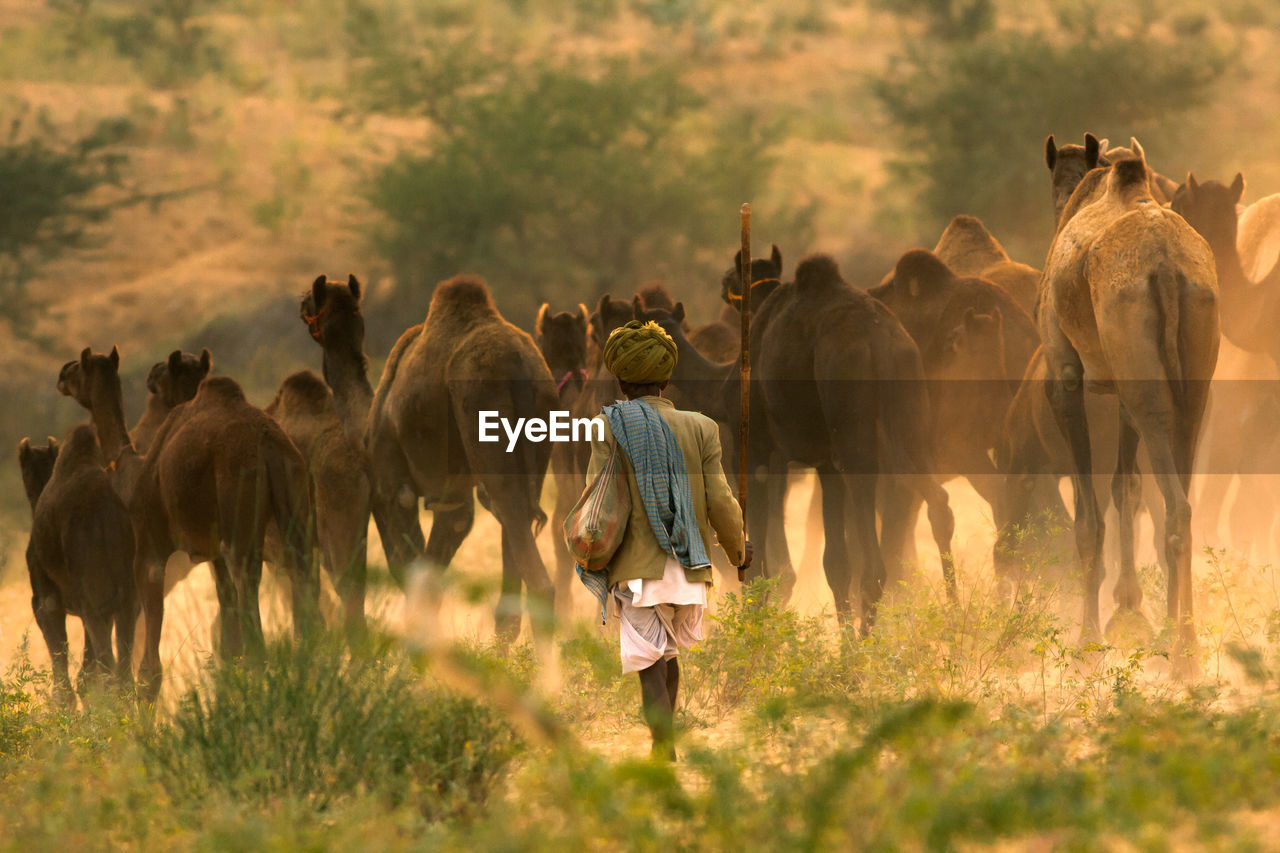 Rear view of man walking with camels in field