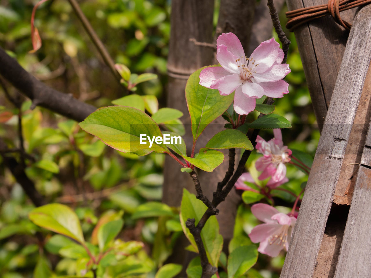 CLOSE-UP OF PINK FLOWERING PLANT WITH WOODEN LEAVES